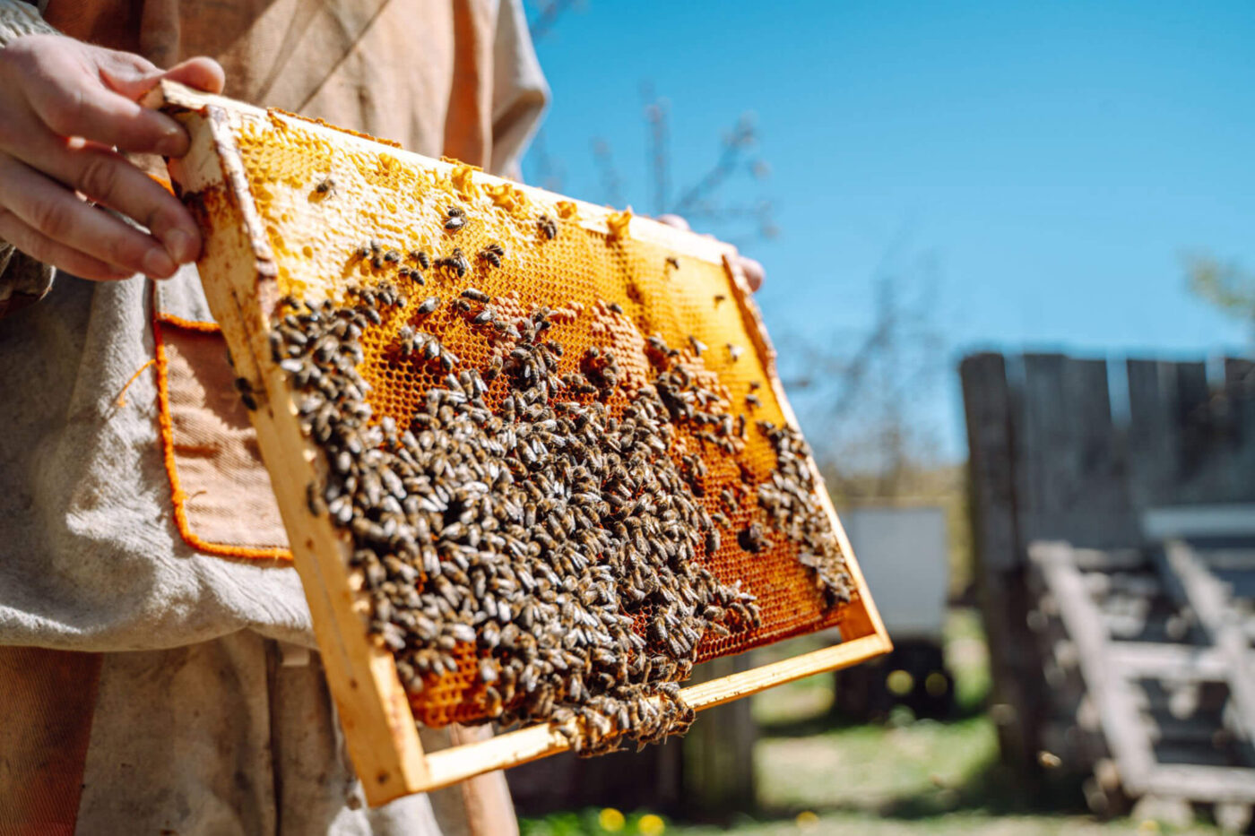 On-site beehives